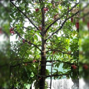 Bibit Jambu Air Pohon Jamaika Merah Buah Bol Jamaica Maroon Sarolangun