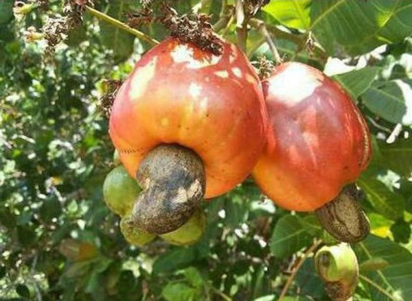 Bibit Jambu Mete Ter Laris Tanaman Buah Monyet Mente Batanghari