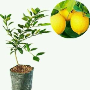 Bibit Jeruk Lemon Amrik Okulasi Cepat Berbuah Unggulan Palu
