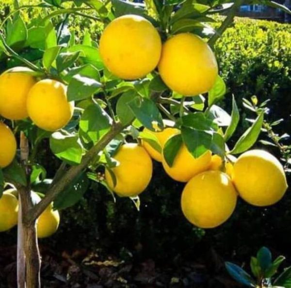 Bibit Jeruk Lemon California Berbunga Dan Berbuah Sampang