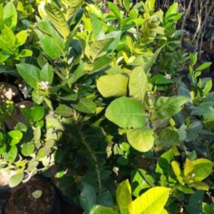 Bibit Jeruk Lemon California Berbunga Dan Berbuah Tapanuli Utara