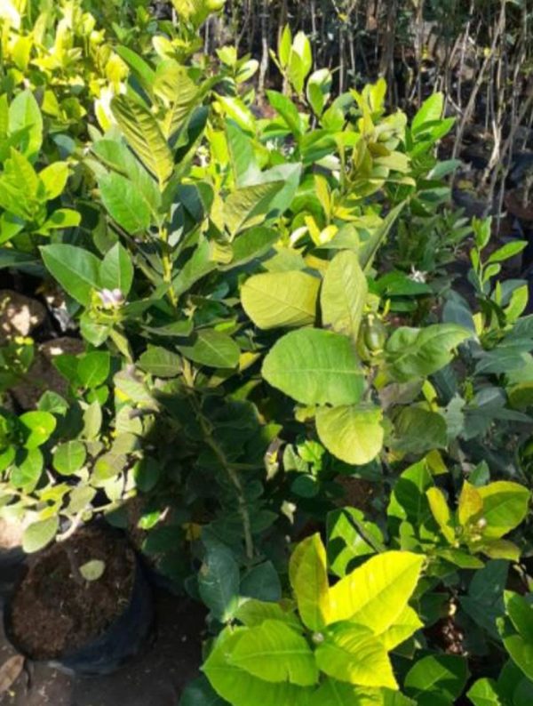 Bibit Jeruk Lemon California Berbunga Dan Berbuah Tapanuli Utara