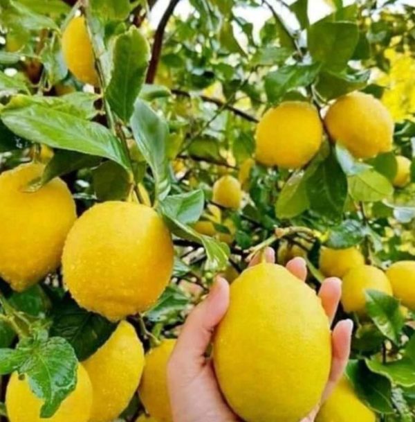Bibit Jeruk Lemon California Sudh Berbuah Super Sarolangun