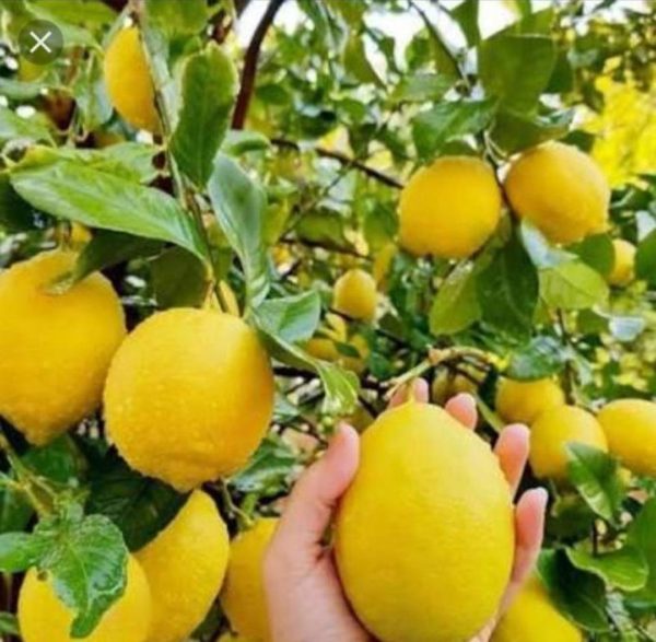 Bibit Jeruk Lemon California Sudh Berbuah Tegal