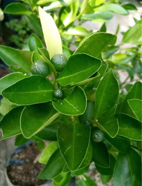 Bibit Jeruk Lemon Sudah Berbuah Tanaman Buah Kip - Cui Kasturi Kunci Kitna Lampung Utara