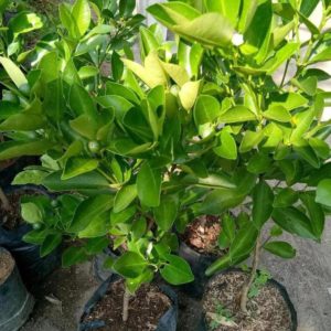 Bibit Jeruk Lemon Sudah Berbuah Tanaman Buah Kip - Cui Kasturi Kunci Kitna Songkit Konawe Selatan