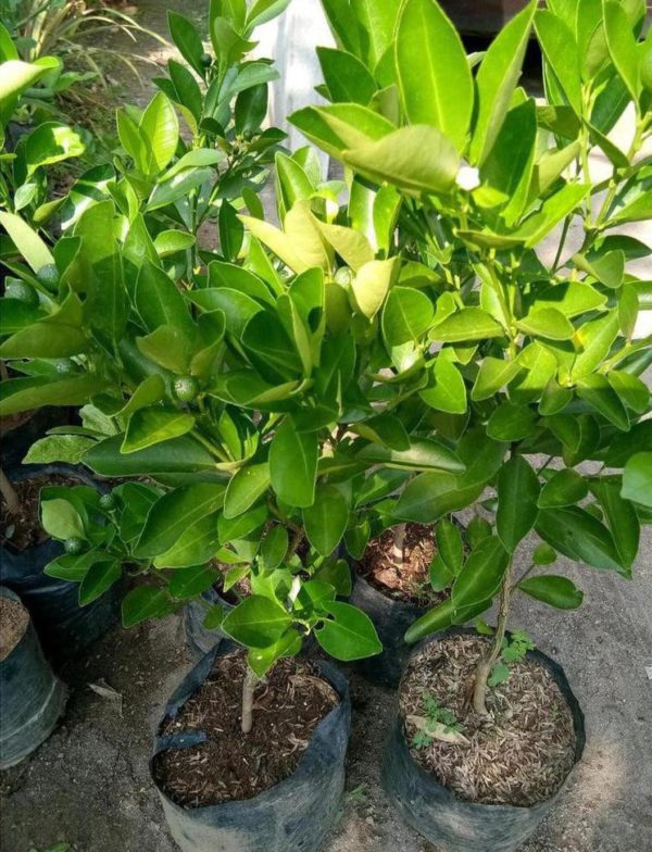 Bibit Jeruk Lemon Sudah Berbuah Tanaman Buah Kip - Cui Kasturi Kunci Kitna Songkit Konawe Selatan