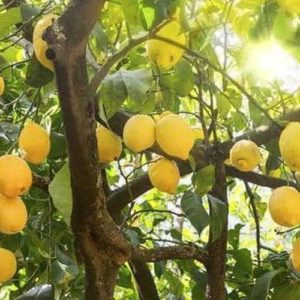 Bibit Jeruk Lemon Tanaman Buah Australia Sudah Berbuah Berbunga Aceh Selatan