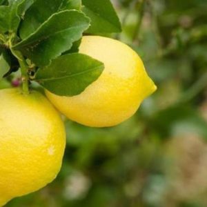 Bibit Jeruk Lemon Tanaman Buah Australia Sudah Berbuah Berbunga Hulu Sungai Selatan