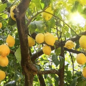 Bibit Jeruk Lemon Tanaman Buah Australia Unggul Okulasi Cepat Berbuah Import Banjarnegara