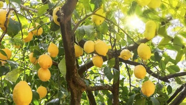Bibit Jeruk Lemon Tanaman Buah Australia Unggul Okulasi Cepat Berbuah Import Banjarnegara