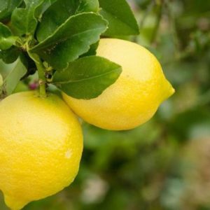 Bibit Jeruk Lemon Tanaman Buah Australia Unggul Okulasi Cepat Berbuah Import Padang Panjang