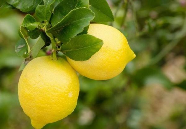 Bibit Jeruk Lemon Tanaman Buah Australia Unggul Okulasi Cepat Berbuah Import Padang Panjang