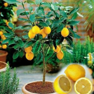 Bibit Jeruk Lemon Tanaman Buah Impor Berbuah Batu Bara