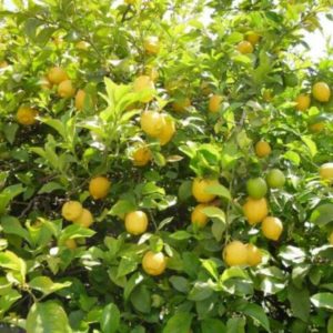 Bibit Jeruk Lemon Tanaman Buah Tea Bangli