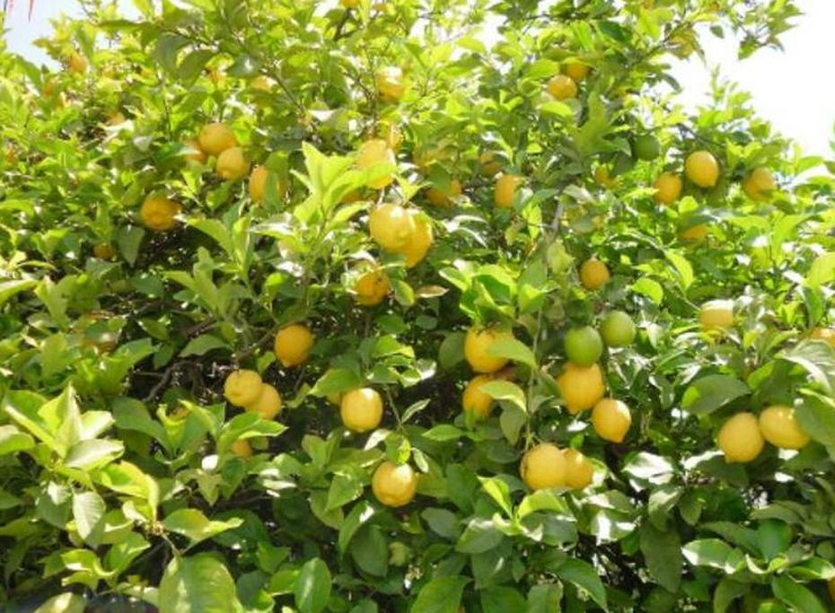 Gambar Produk Bibit Jeruk Lemon Tanaman Buah Tea Bangli