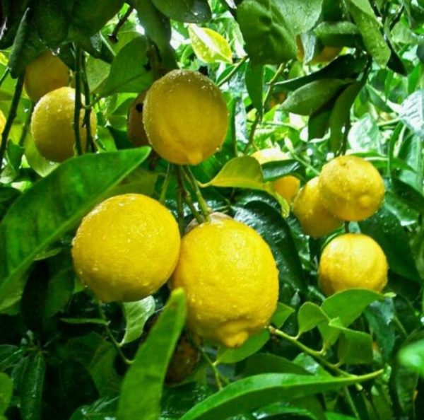 Bibit Jeruk Lemon Tanaman Buah Tea Kepulauan Aru