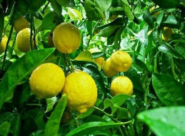Bibit Jeruk Lemon Tanaman Eureka Import Gresik