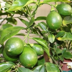 Bibit Jeruk Lemon Tanaman Lokal Cangkok Sabang