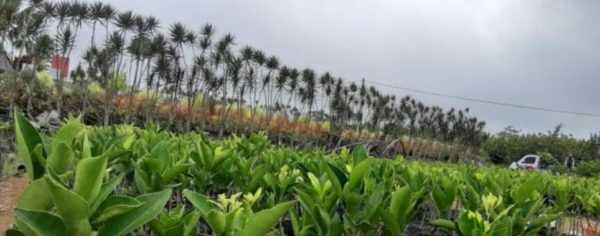 Bibit Jeruk Santang Madu Berbuah - Buah Buahan Super Unggul Kepulauan Sangihe