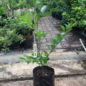 Bibit Jeruk Santang Madu Berbuah Pohon Tanaman Buah Super-Tabulampot Unik Sigi