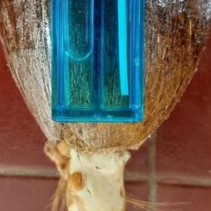 Bibit Kelapa Bahan Gading Lonjong Minion Minahasa Utara