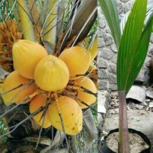 Bibit Kelapa Gading Tanaman Kuning Bengkulu Selatan