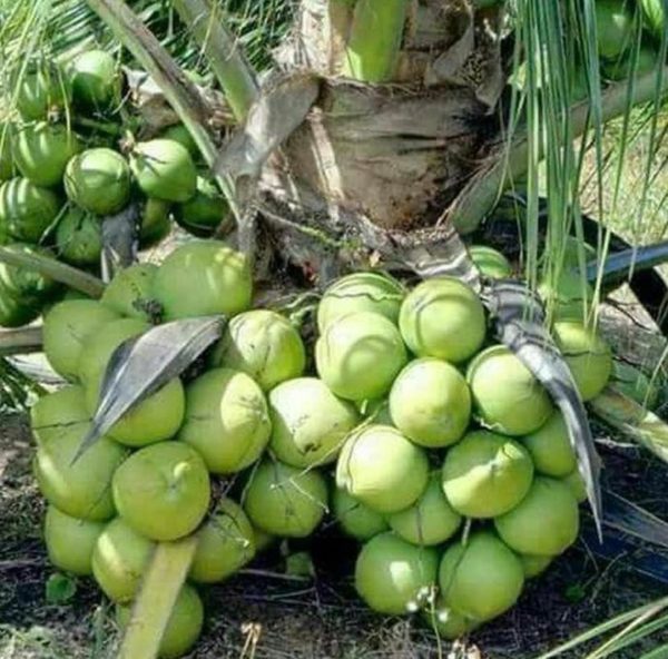 Bibit Kelapa Genjah Entok Tanaman Buah Nias Utara