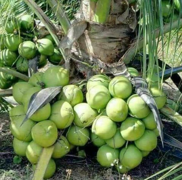 Bibit Kelapa Genjah Tanaman Buah Entok Entog Hulu Sungai Selatan