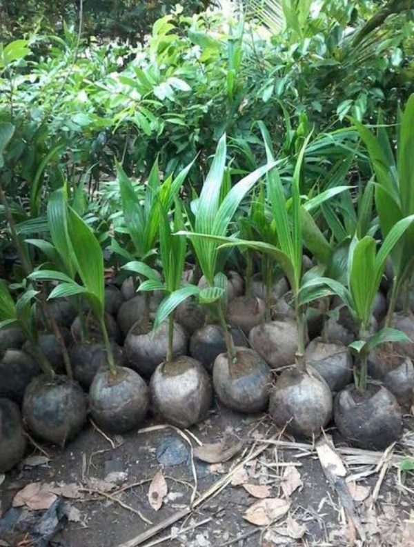 Bibit Kelapa Genjah Tanaman Entog Super - Buah Jumbo Jombang