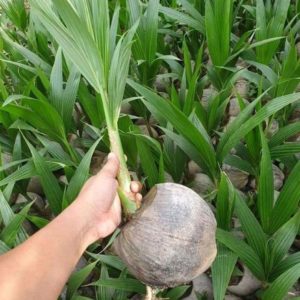 Bibit Kelapa Genjah Tanaman Pandan Thailand Super Halmahera Timur