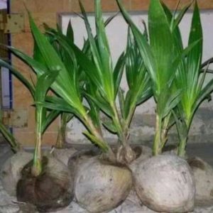 Bibit Kelapa Genjah Tanaman Pandan Thailand Super Seluma