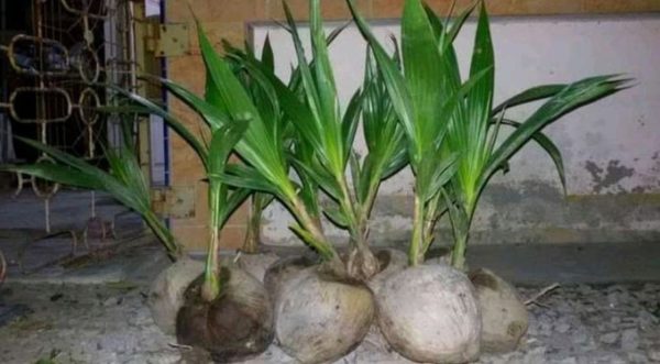 Bibit Kelapa Genjah Tanaman Pandan Thailand Super Seluma