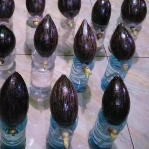 Bibit Kelapa Sale Palangka Raya