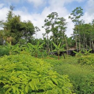 Bibit Kelengkeng Berbuah Buah Pimpong Okulasi Cepat Konawe Kepulauan