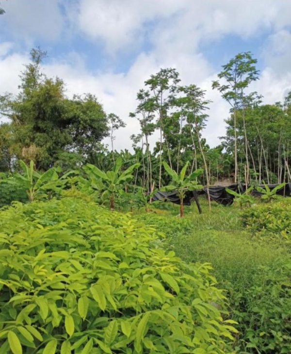 Bibit Kelengkeng Berbuah Buah Pimpong Okulasi Cepat Konawe Kepulauan