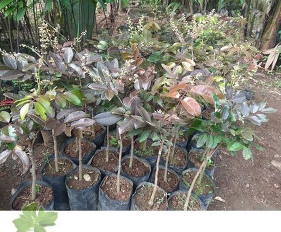 Gambar Produk Bibit Kelengkeng Merah Klengkeng Berbunga Unggul Gorontalo Utara