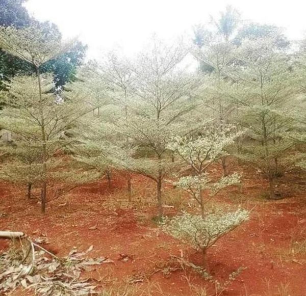 Bibit Ketapang Kencana Berkah Tanaman Pohon Varigata Putih Luwu Timur