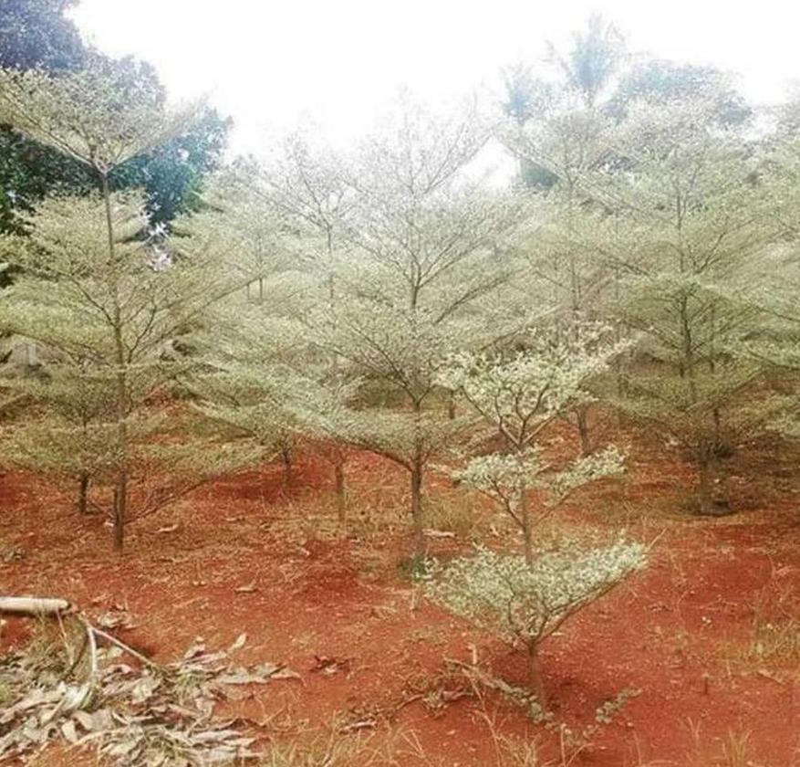 Gambar Produk Bibit Ketapang Kencana Best Seller Tanaman Pohon Varigata Putih Super Sumenep