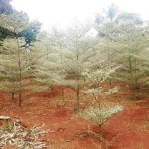 Bibit Ketapang Kencana Bssg Tanaman Pohon Varigata Putih Banggai Kepulauan