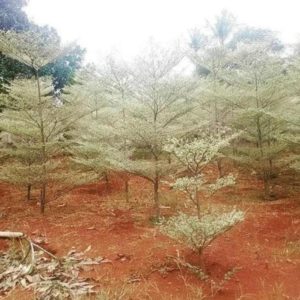 Bibit Ketapang Kencana Jual Tanaman Pohon Varigata Putih Biji Gresik