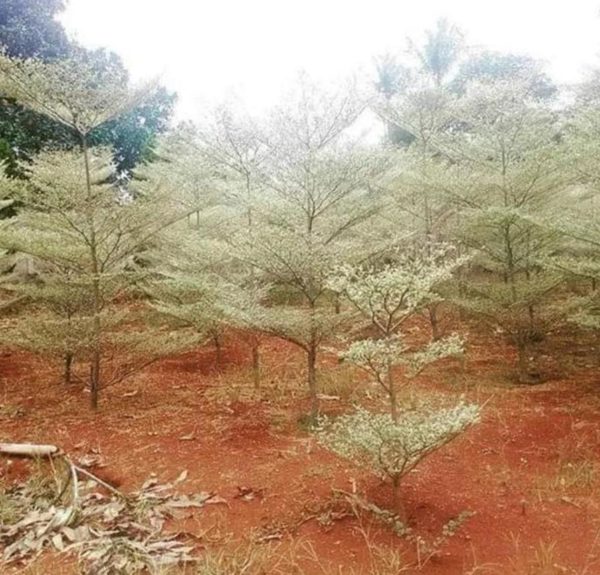 Bibit Ketapang Kencana Jual Tanaman Pohon Varigata Putih Biji Gresik