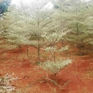 Bibit Ketapang Kencana Jual Tanaman Pohon Varigata Putih Biji Solok