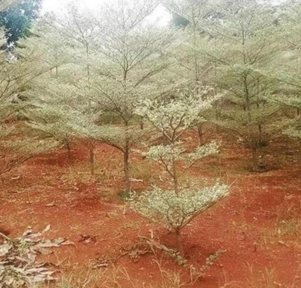 Bibit Ketapang Kencana Jual Tanaman Pohon Varigata Putih Biji Solok