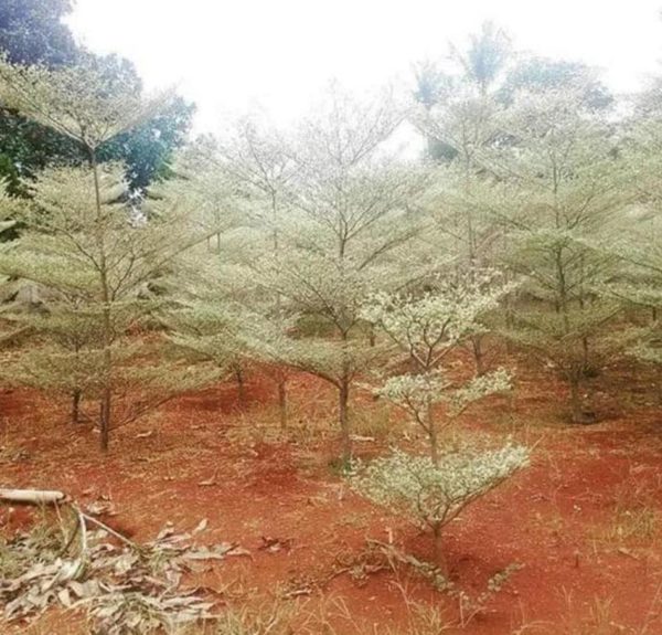 Bibit Ketapang Kencana Ru Sedia Tanaman Pohon Varigata Putih - Jember