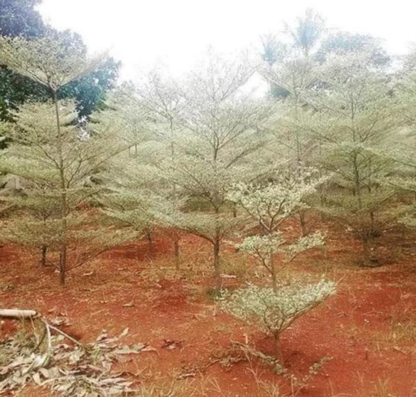 Bibit Ketapang Kencana Sedia Tanaman Pohon Varigata Putih - Benih Jambi