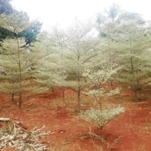 Bibit Ketapang Kencana Sedia Tanaman Pohon Varigata Putih - Pling Dicari Baru