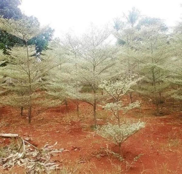 Bibit Ketapang Kencana Tanaman Pohon Varigata Putih Bandar Lampung
