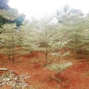 Bibit Ketapang Kencana Tanaman Pohon Varigata Putih Barito Timur