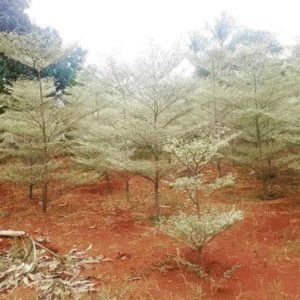 Bibit Ketapang Kencana Tanaman Pohon Varigata Putih Bogor